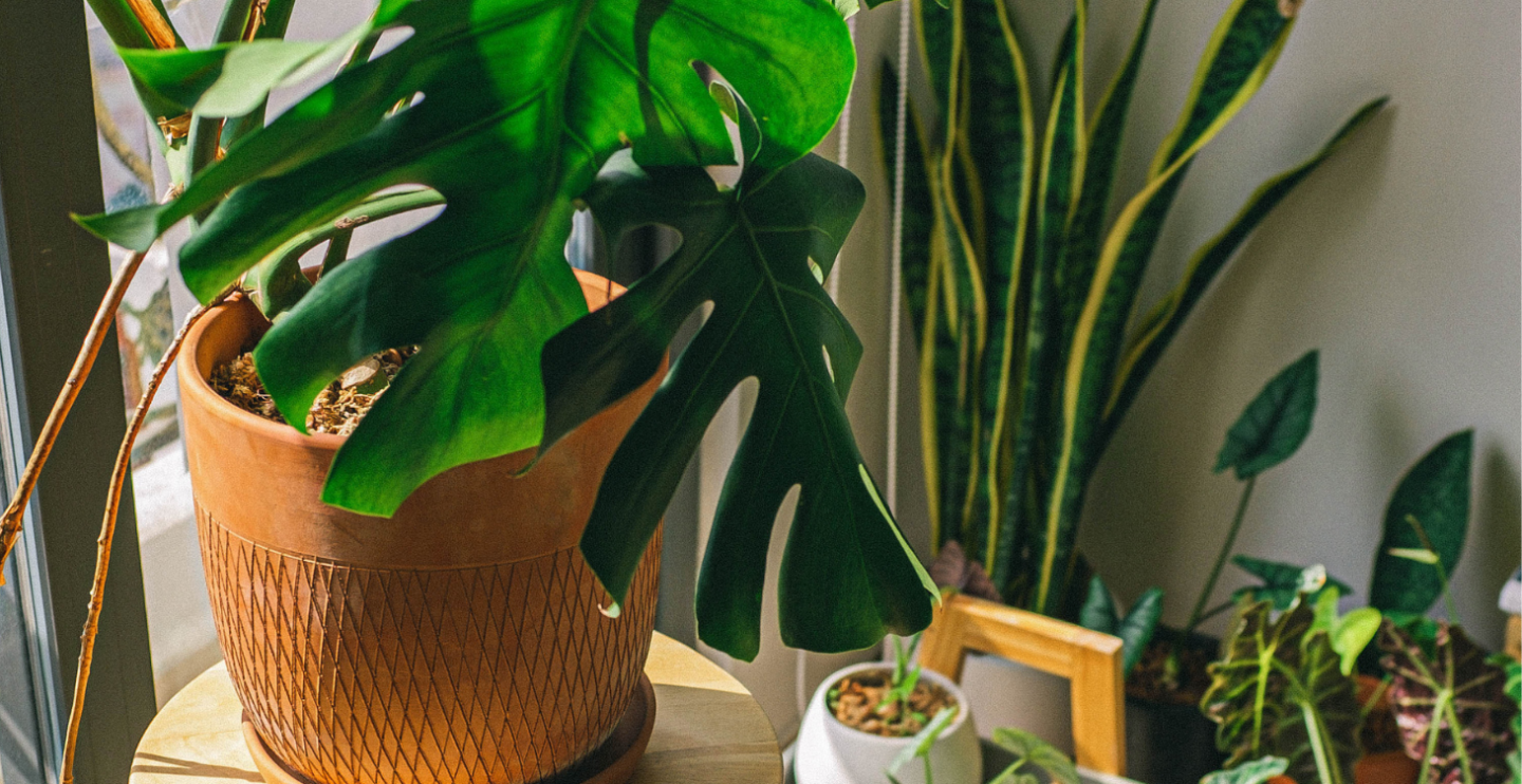 indoor house plant biophilic interior design